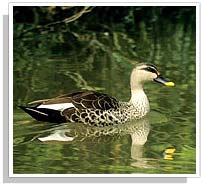 Bahratpur Bird Sanctuary