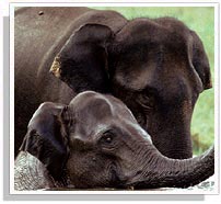 Elephanta Bathing - Periyar Wildlife Sanctuary