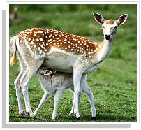 Jaisamand-wildlife-sanctuary