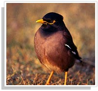 Maina - at Bharatpur Bird Sanctuary