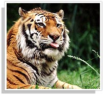 Tiger - Ranthambhore National Park