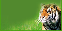 Wildlife in India